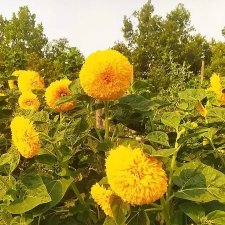 Girasole Torraca