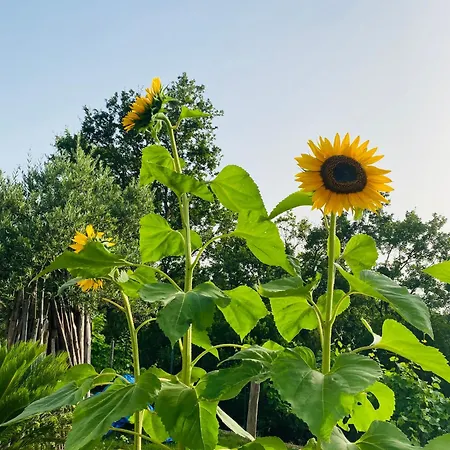 Girasole فندق مبيت وإفطار