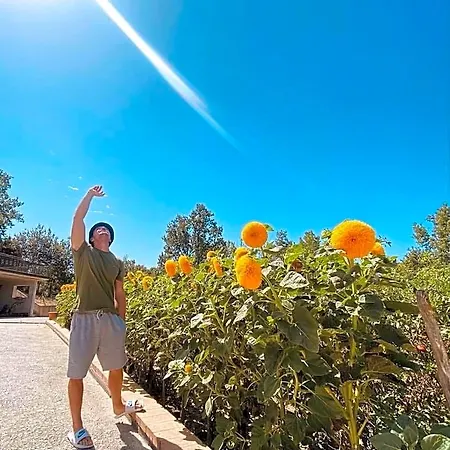 Girasole 3*