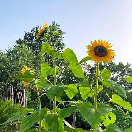 Girasole Bed & Breakfast